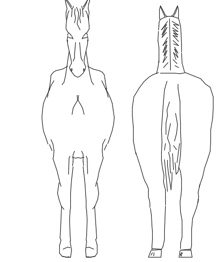 horse front view drawing