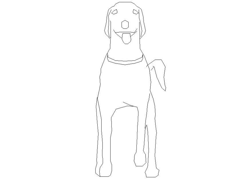 dog front view