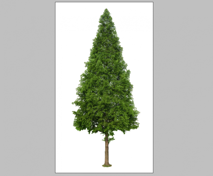Tree Sketch Architect Hand Drawing Vector Images (63)