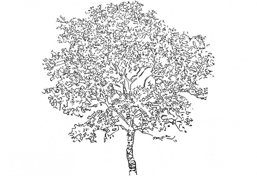 Tree Outline Images